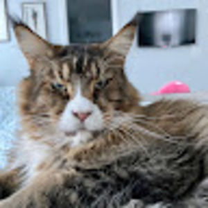 Meet your Posher, Liam